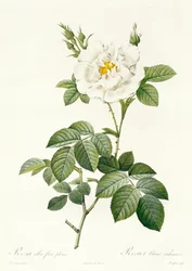 Rosa Alba flore pleno